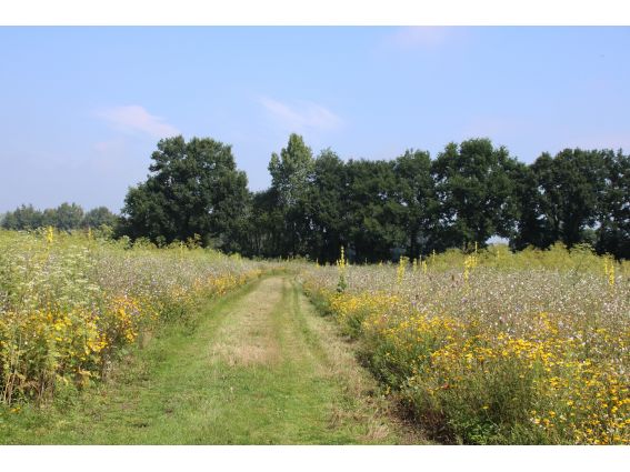 Projekt "Bunte Biomasse" - Wildblumen auf dem Feld von Landwirt Richard Schulte © Foto Kreis Paderborn